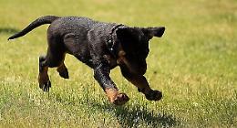 Rottweiler sfugge al padrone e 'graffia' un passante