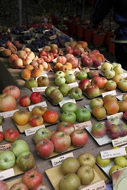 21esima edizione "Frutti antichi d'autunno"
Rassegna di piante fiori frutti dimenticati. Prodotti di alto artigianato.