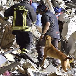 Animali terremotati, l'appello della Lav Cremona
