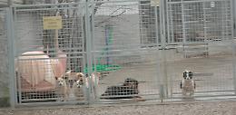 Canile, il Tar accoglie il ricorso dell'Associazione Zoofili