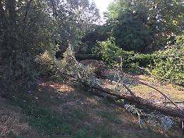 "Il bosco dei nuovi nati al posto di alberi secolari"