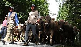 A Bressanvido (Vi) - L'antico rito della transumanza