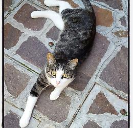 Micio scomparso, forse portato via per dispetto