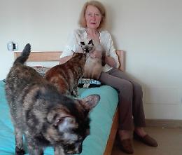 Colonia di gatti sotto sfratto. "Non si riesce a sterilizzarli"