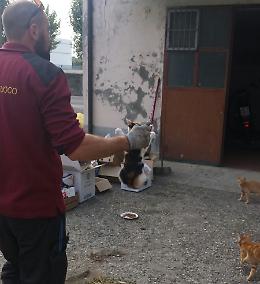 Gattino intrappolato da due giorni in una canna fumaria, salvato dai vigili del fuoco