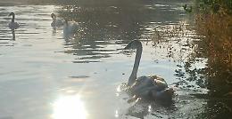 Il cigno ferito si è riunito alla sua famiglia