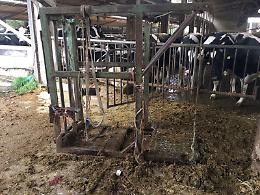 Schiacciato mentre lavora in stalla, grave agricoltore 58enne