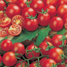 Il Pomodoro ciliegino di Pachino 