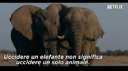 ''Caccia all'avorio'', il docu-film contro il bracconaggio