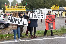 Stretta sui circhi con animali