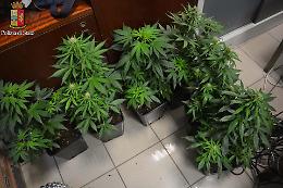 Cani antidroga in azione, scoperta serra di marijuana