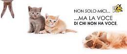 4Cats, riconoscimento ufficiale: 'Diamo voce a chi non ce l'ha'