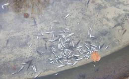 Pesci morti gettati nella fontana appena ripulita