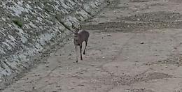 Capriolo finisce in un canale, mobilitazione per il salvataggio