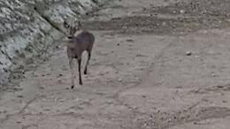Salvati due caprioli finiti in una canalina