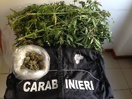 Pizzicato con la droga ai giardini, in casa aveva una serra di marijuana