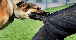 Morso da un cane, 43enne ferito: indagano i vigili