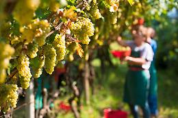 Progetto “Vini d’Alta Quota"
ai piedi dell'Etna
