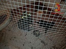Maltratta gatti, denunciato