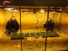 Le immagini dell'avvenieristica fabbrica di marijuana sequestrata nel reggiano