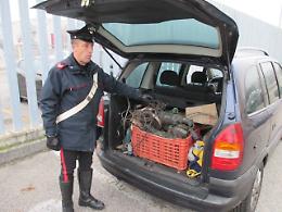 Suona l'allarme, arrivano i carabinieri: furto sventato in una azienda