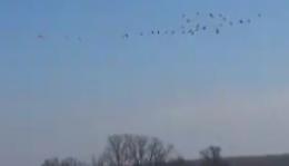 Sull'immondizia un volo di gru