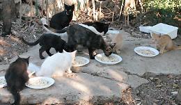 Oasi felina, in arrivo la 'casa' per i gatti randagi