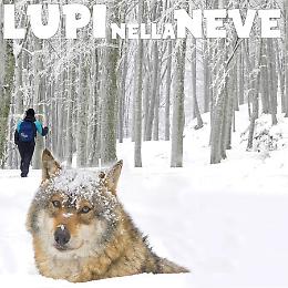 Lupi nella neve - Alla ricerca di una leggenda
