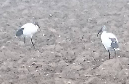 Dal fiume Nilo all'Oglio, l'Ibis Sacro nidifica a Soncino