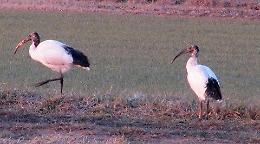 Fauna esotica, dall'Egitto ecco gli 'Ibis Sacri'