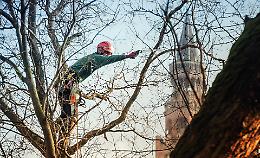Tree climbers, la potatura diventa show