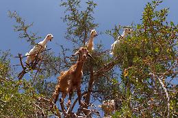 In Marocco le capre le trovi sugli alberi