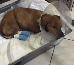 Cagnolino seviziato, amputate le falangi delle zampe posteriori