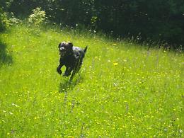 Trekking Dog Day a Borgotaro (Pr)