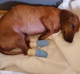Cagnolino seviziato, taglia di 30mila euro dall'Aidaa