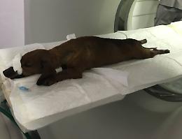 Pallino, ipotesi automutilazione: accertamenti clinici in corso