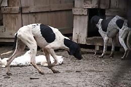 Unici: "Mai più violenza infinita" 
Seminario dedicato alla violenza sugli animali