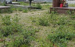 Degrado al cimitero, 'foresta' di erbacce fra le tombe