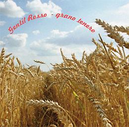 "Gentil Rosso", un grano antico da rivalutare