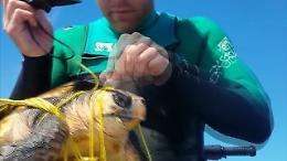 California, si tuffano dalla moto d'acqua e liberano la tartaruga impigliata