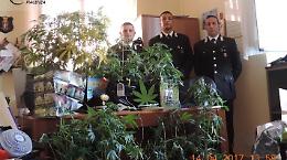 A casa del giardiniere piantagione di marijuana