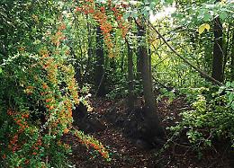 "Scrivere in mezzo alla natura" - Az. Agricola Jennt Green