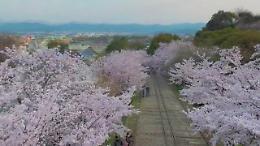 Giappone, la fioritura dei ciliegi in timelapse: le stupende immagini dal drone