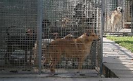 Rifugio del cane, il Comune ci ripensi - Calvatone non è la risposta corretta
