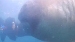 Giappone, le rare immagini dello squalo bocca grande: un pescatore lo riprende da vicino