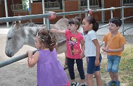 FOTO Il Baby Asino Day a Gussola