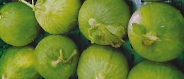 Il Barattiere (o Melone immaturo)...un frutto  misterioso