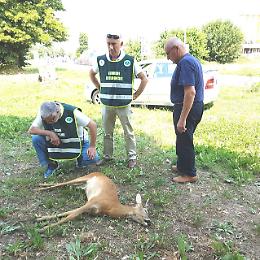 Capriolo investito e ucciso