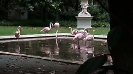 Milano, i fenicotteri rosa di Villa Invernizzi, oasi in città