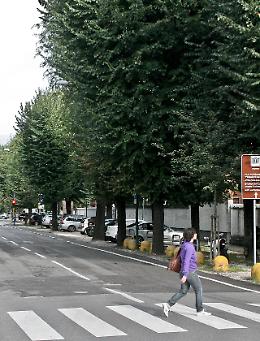 Allarme cimici dell'olmo, 'attaccano' le case